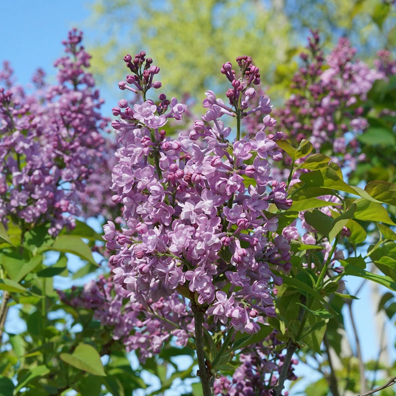 Scentara® Double Blue Lilac 1 Scentara® Double Blue Lilac