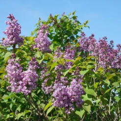 Scentara® Double Blue Lilac 6 Scentara® Double Blue Lilac -AURA Flower Shop Syringa Scentara Double Blue 3 P