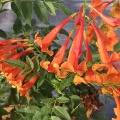 Chicklet™ Orange Trumpet Bush 8 Chicklet™ Orange Trumpet Bush -AURA Flower Shop TecomaChickletOrangeIMG 2119