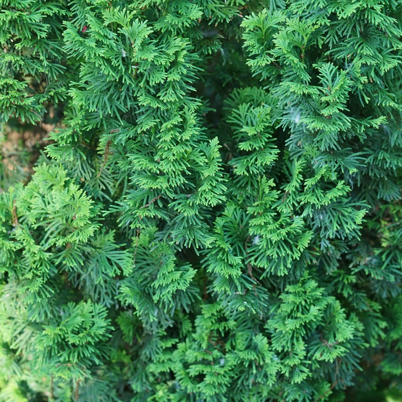 Sting™ Arborvitae 2 Sting™ Arborvitae - Image 2