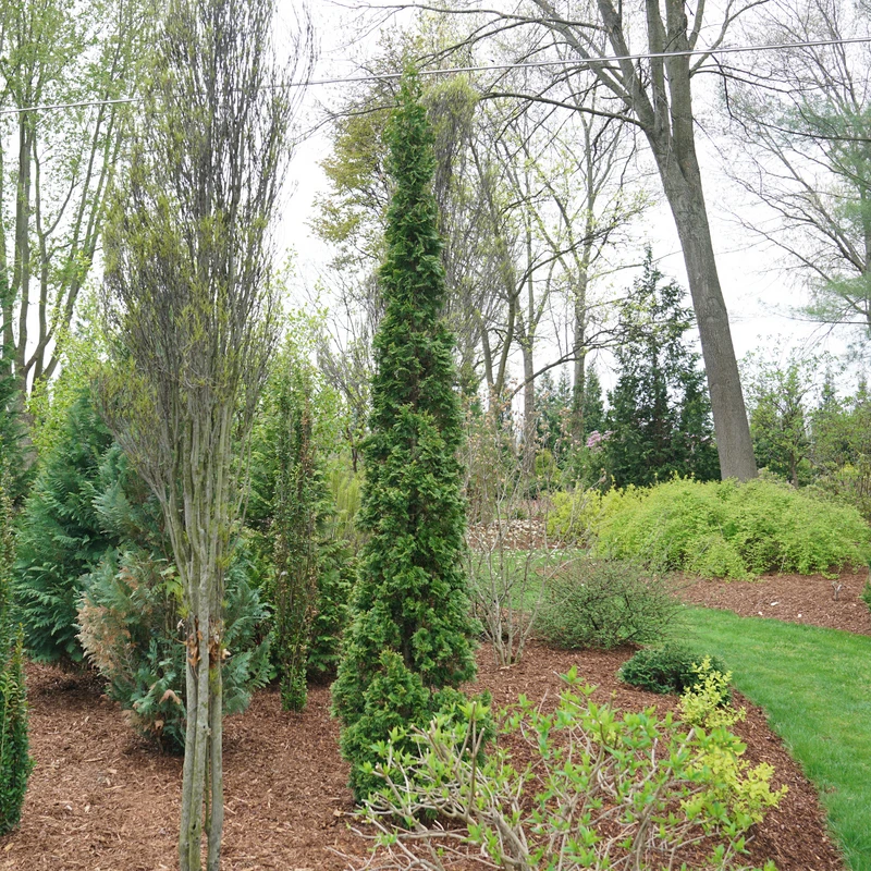 Sting™ Arborvitae 3 Sting™ Arborvitae - Image 3