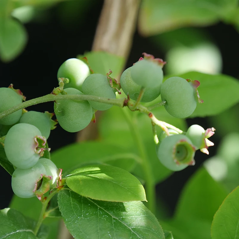 'Chandler' Blueberry 2 'Chandler' Blueberry - Image 2