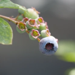 'Duke' Blueberry