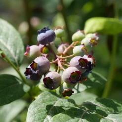 AURA Flower Shop -AURA Flower Shop Vaccinium Spartan P1060672