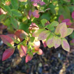 Sky Dew™ Gold Vaccinium -AURA Flower Shop VacciniumSkyDewGoldP1106254 800x800 75523be