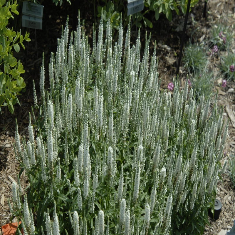 Magic Show® 'White Wands' Spike Speedwell 2 Magic Show® 'White Wands' Spike Speedwell - Image 2