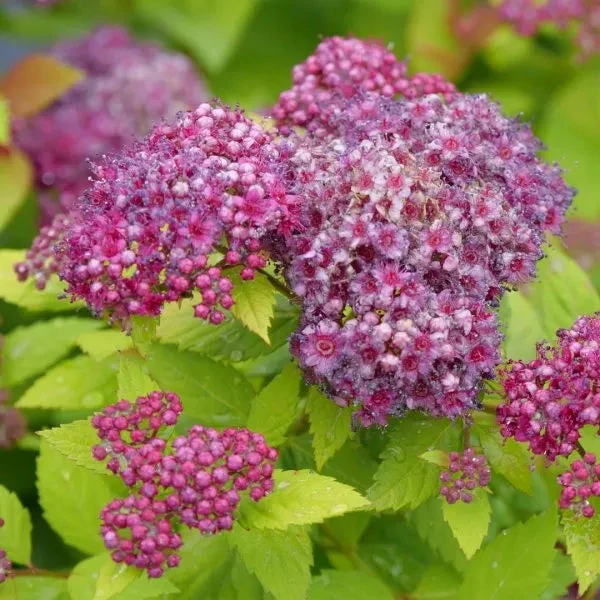 Double Play® Dolly™ Spirea 1 Double Play® Dolly™ Spirea