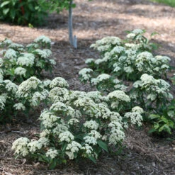 Lil Ditty® Dwarf Viburnum 6 Lil Ditty® Dwarf Viburnum -AURA Flower Shop Viburnum Lil Ditty 3 P
