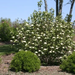Red Balloon® Lantanaphyllum Viburnum -AURA Flower Shop Viburnum Red Balloon 2