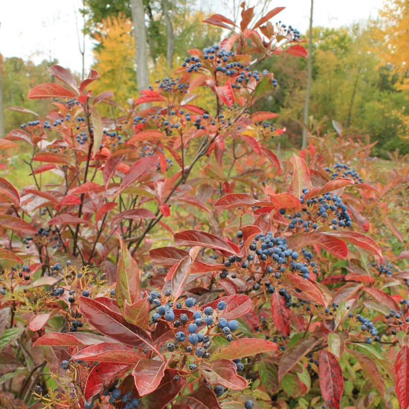 Brandywine™ Witherod Viburnum 2 Brandywine™ Witherod Viburnum - Image 2