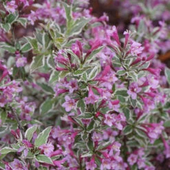 My Monet Purple Effect® Weigela 5 My Monet Purple Effect® Weigela -AURA Flower Shop Weigela My Monet Purple Effect 3 P