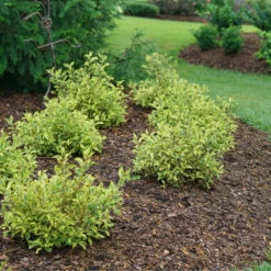 Bubbly Wine™ Weigela 8 Bubbly Wine™ Weigela -AURA Flower Shop WeigelaBubblyWineDSC04588 800x800 fef1585