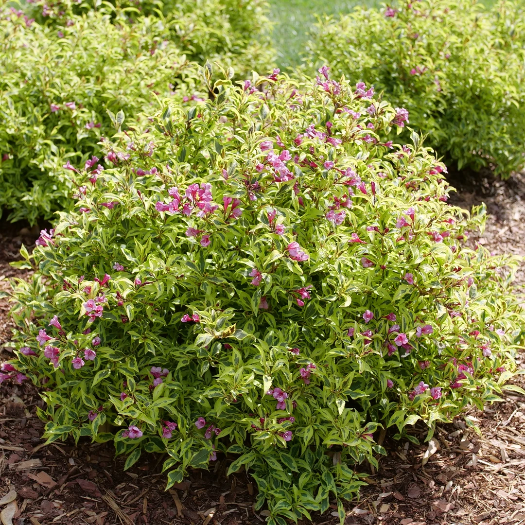 Bubbly Wine™ Weigela 3 Bubbly Wine™ Weigela - Image 3