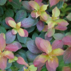 Midnight Sun™ Weigela