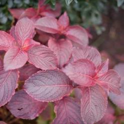 Midnight Sun™ Weigela -AURA Flower Shop WeigelaMidnightSunP1117997 1080x1080 d3163c7