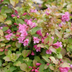 Midnight Sun™ Weigela -AURA Flower Shop WeigelaMidnightSunP1184011 800x800 af8f5c9
