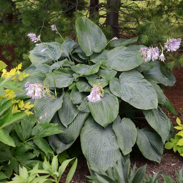Shadowland® 'Empress Wu' Hosta 1 Shadowland® 'Empress Wu' Hosta