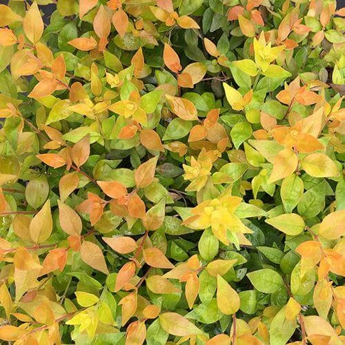 Funshine® Abelia 1 Funshine® Abelia