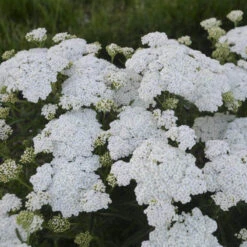 'Firefly Diamond' Yarrow -AURA Flower Shop achillea firefly diamond yarrow 2 sw
