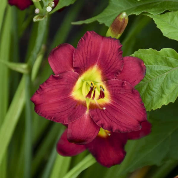 'Pardon Me' Daylily 3 'Pardon Me' Daylily - Image 3