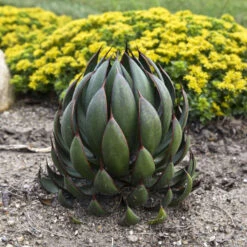 Mad About Mangave® 'Praying Hands' Mangave 5 Mad About Mangave® 'Praying Hands' Mangave -AURA Flower Shop afbb6542cb79ae203ddfc72e4d86b703