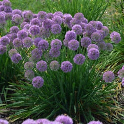 'Serendipity' Allium 8 'Serendipity' Allium -AURA Flower Shop allium serendipity german garlic 1 P
