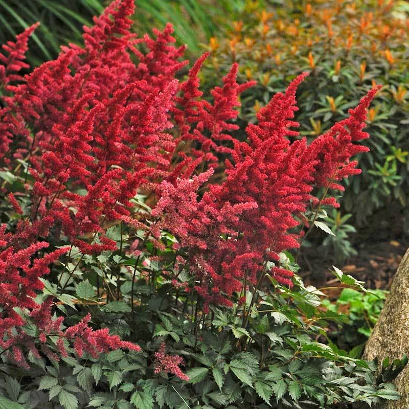 Red Astilbe 2 Red Astilbe - Image 2