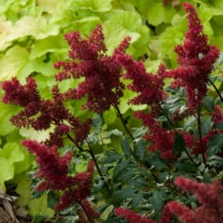 Red Astilbe 6 Red Astilbe -AURA Flower Shop astilbe fanal red false spirea 3