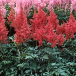 Red Astilbe 7 Red Astilbe -AURA Flower Shop astilbe fanal red false spirea 4