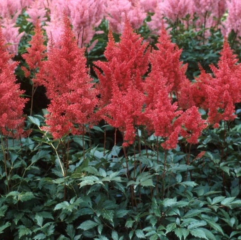 Red Astilbe 4 Red Astilbe - Image 4