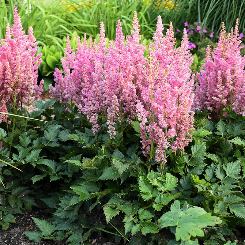 'Little Vision In Pink' Astilbe 1 'Little Vision In Pink' Astilbe