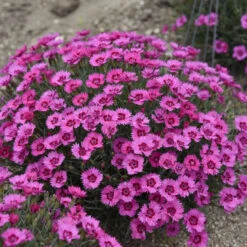 'Paint The Town Fancy' Dianthus 7 'Paint The Town Fancy' Dianthus -AURA Flower Shop b1150cc6e8b059233027611e8adf4cc3