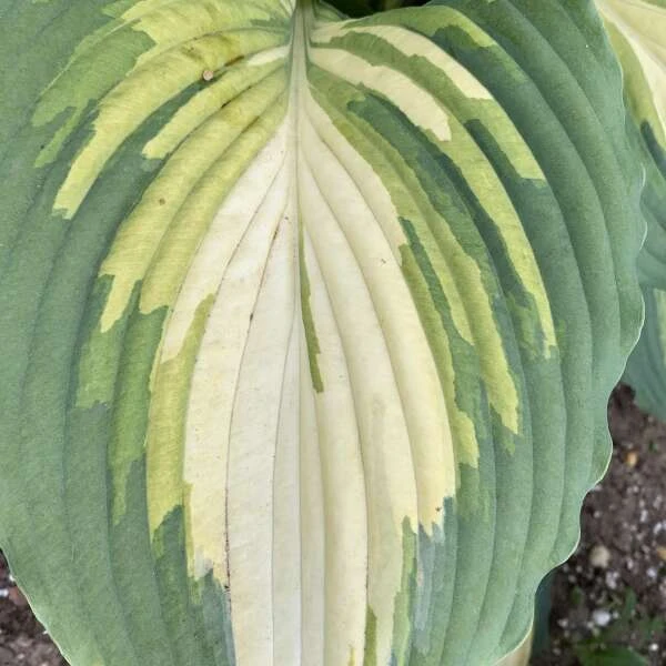 Shadowland® 'Love Story' Hosta 2 Shadowland® 'Love Story' Hosta - Image 2