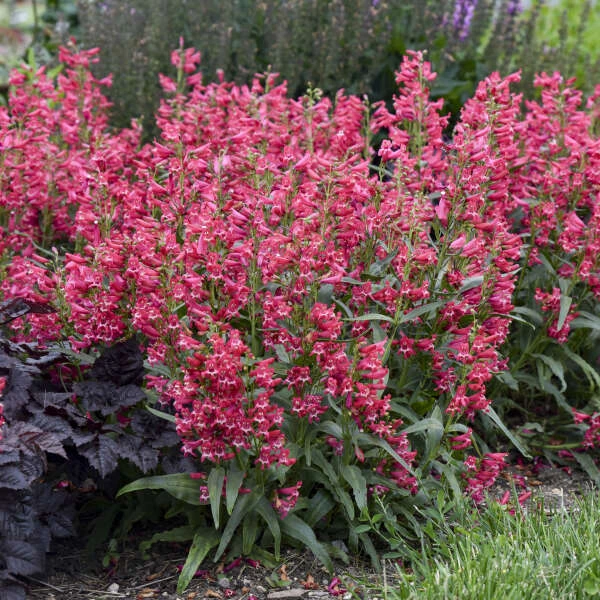 Bejeweled™ 'Rose Rhinestones' Beardtongue 1 Bejeweled™ 'Rose Rhinestones' Beardtongue