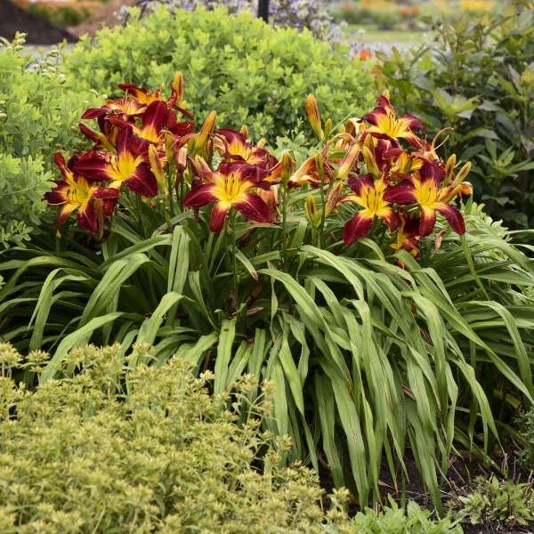 Rainbow Rhythm® 'Ruby Spider' Daylily 4 Rainbow Rhythm® 'Ruby Spider' Daylily - Image 4