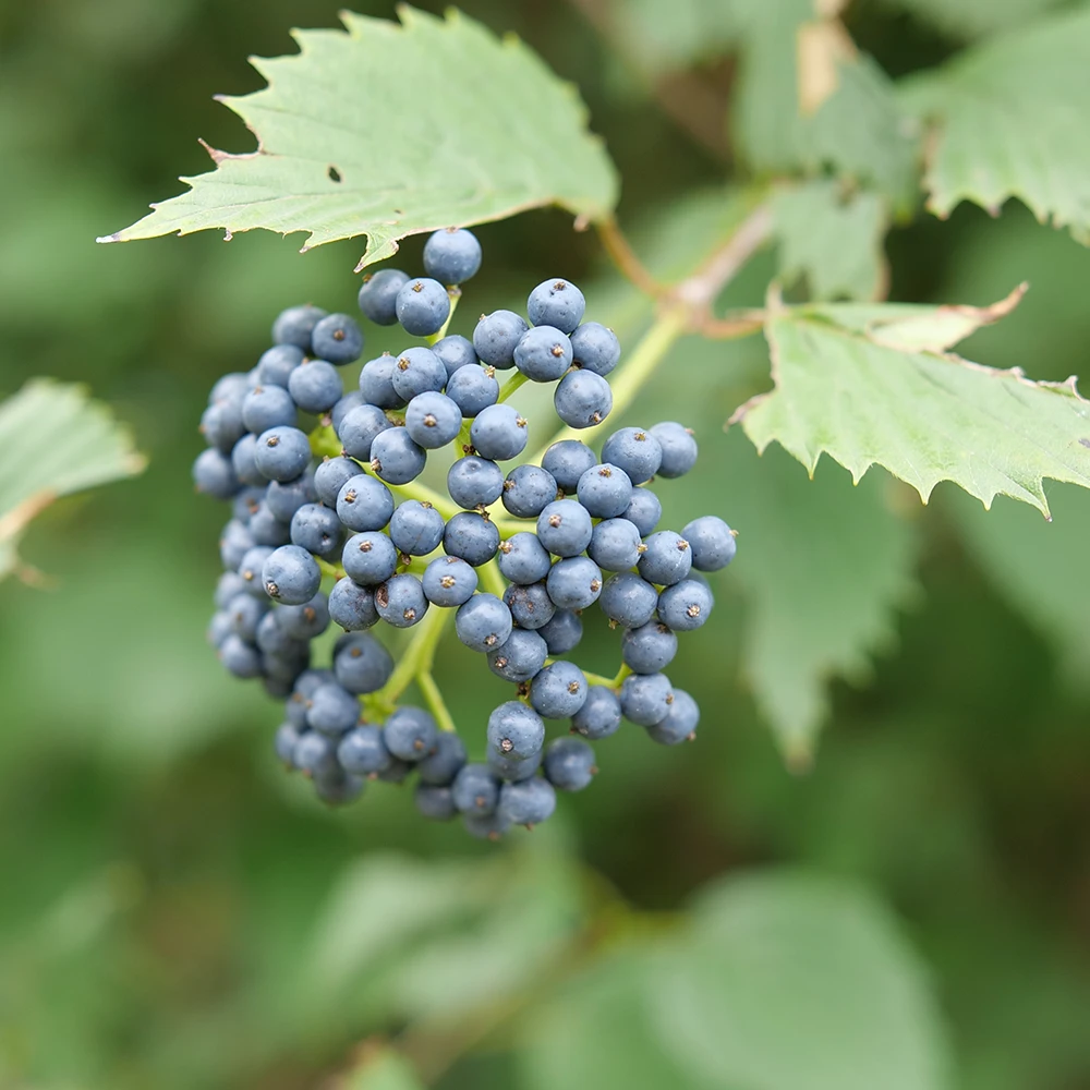 Blue Muffin® Arrowwood Viburnum 1 Blue Muffin® Arrowwood Viburnum