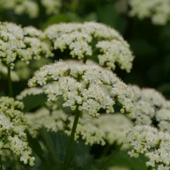 Blue Muffin® Arrowwood Viburnum 7 Blue Muffin® Arrowwood Viburnum -AURA Flower Shop bluemuffin2