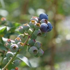 'Blueray' Blueberry
