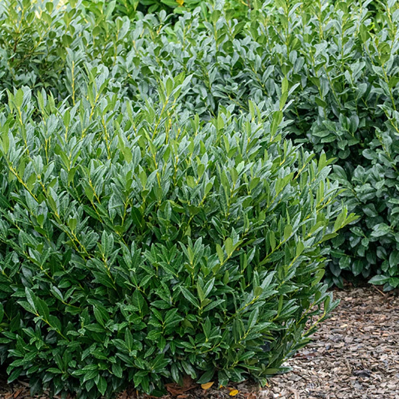 Otto Luyken English Laurel 1 Otto Luyken English Laurel