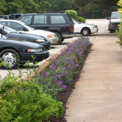 Lo & Behold® 'Blue Chip' Butterfly Bush -AURA Flower Shop buddleia lo behold blue chip 2 P