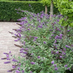Lo & Behold® 'Blue Chip' Butterfly Bush -AURA Flower Shop buddleia lo behold blue chip 6 P