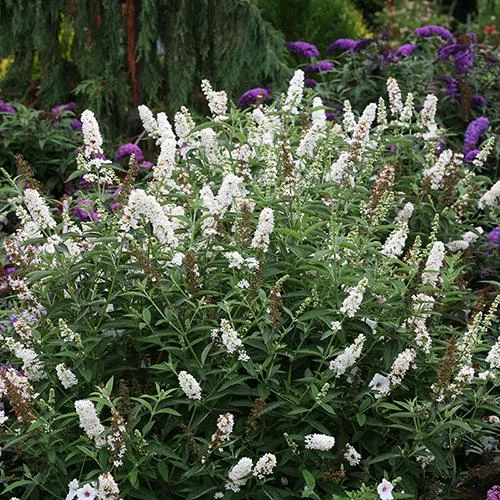 'Miss Pearl' Butterfly Bush 1 'Miss Pearl' Butterfly Bush