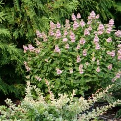 Beyond Pink'd™ Bluebeard 6 Beyond Pink'd™ Bluebeard -AURA Flower Shop caryopteris beyond pinkd 4 sw