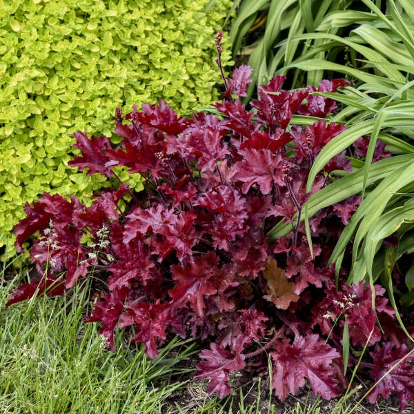 Dolce® 'Cherry Truffles' Coral Bells 2 Dolce® 'Cherry Truffles' Coral Bells - Image 2