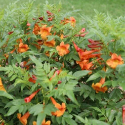 Chicklet™ Orange Trumpet Bush 7 Chicklet™ Orange Trumpet Bush -AURA Flower Shop chicklet orange 2 sq