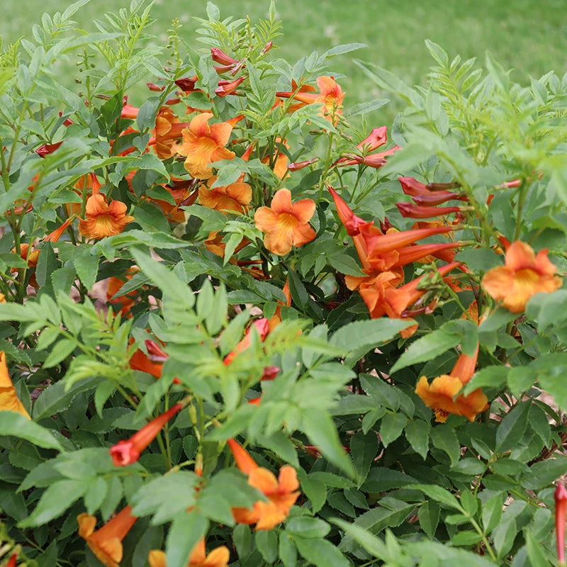 Chicklet™ Orange Trumpet Bush 3 Chicklet™ Orange Trumpet Bush - Image 3