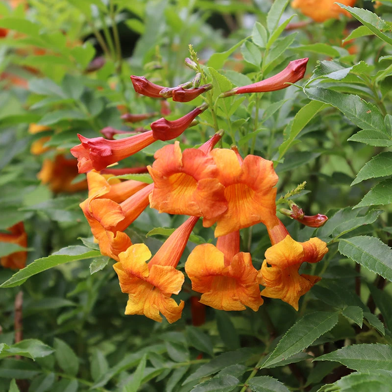 Chicklet™ Orange Trumpet Bush 1 Chicklet™ Orange Trumpet Bush
