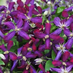 'Sweet Summer Love' Clematis -AURA Flower Shop clematis sweet summer love 1