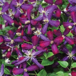 'Sweet Summer Love' Clematis -AURA Flower Shop clematis sweet summer love 2