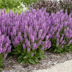 Color Spires® 'Back To The Fuchsia' Salvia 6 Color Spires® 'Back To The Fuchsia' Salvia -AURA Flower Shop color spires back to the fuchsia salvia 1